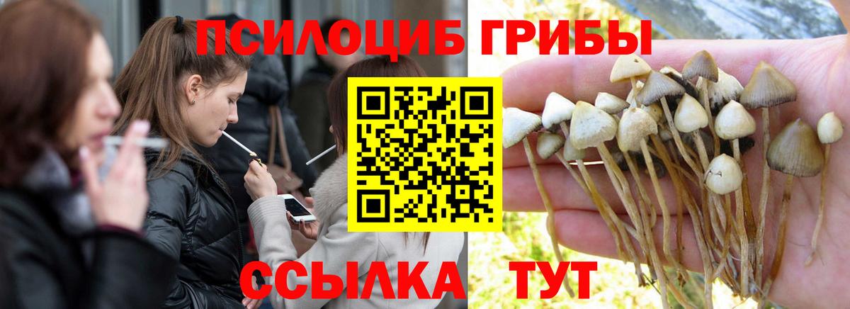 Псилоцибиновые грибы мицелий Губкинский